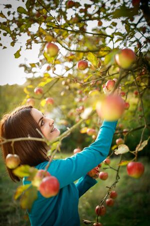 Cute young woman picking apples in an orchard having fun harvesting the ripe fruits of her family's labour(color toned image)の写真素材