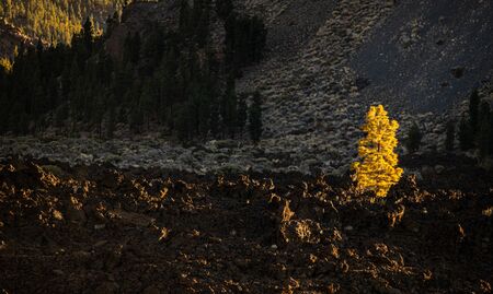 Colorful scenic landscape of moon rise in Tenerife national park of Teide. El Teide with moon rising...