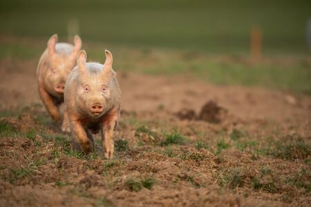 Pigs eating on a meadow in an organic meat farm - wide angle lens shotの写真素材