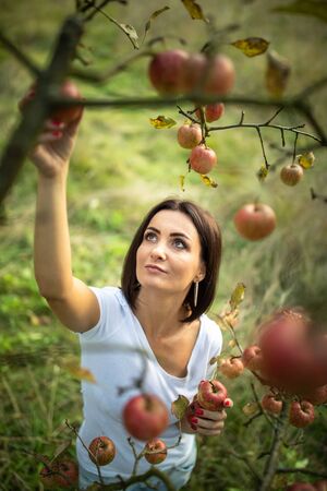 Cute girl picking apples in an orchard having fun harvesting the ripe fruits of her family's labour (color toned image)の写真素材