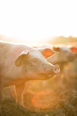 Pigs eating on a meadow in an organic meat farm - wide angle lens shot