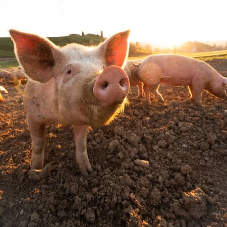 Pigs eating on a meadow in an organic meat farm - wide angle lens shotの写真素材
