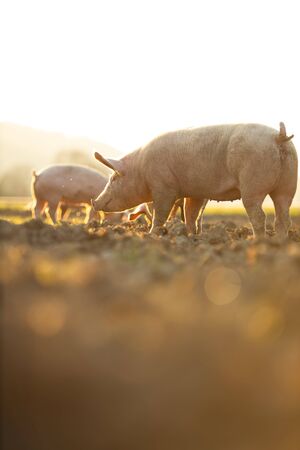 Pigs eating on a meadow in an organic meat farm - wide angle lens shotの写真素材