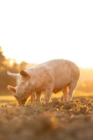 Pigs eating on a meadow in an organic meat farm - wide angle lens shotの写真素材