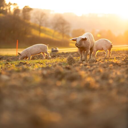 Pigs eating on a meadow in an organic meat farm - wide angle lens shot