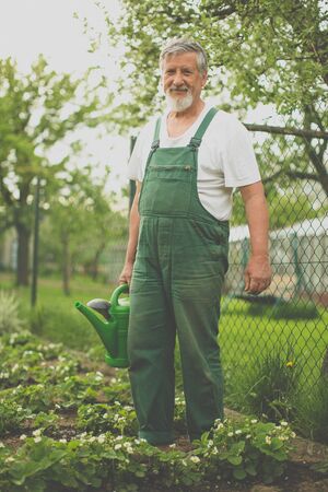 Senior man gardening in his garden (color toned image), watering plantsの写真素材