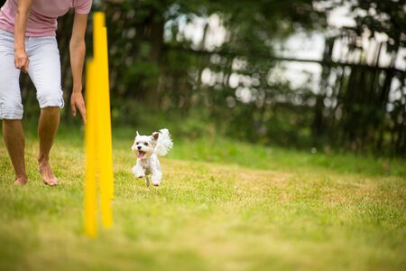Cute little dog doing agility drill - running slalom, being obediend and making his master proud and happyの写真素材