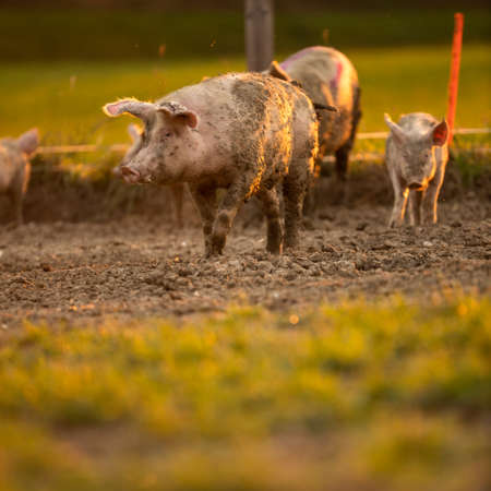 Pigs eating on a meadow in an organic meat farmの写真素材
