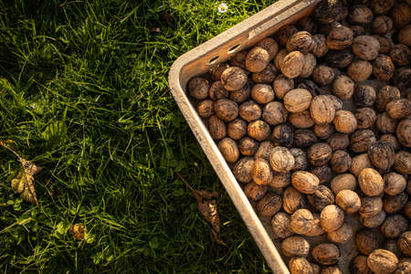 Walnut harvest. Walnuts in the basket on the green grass.の写真素材