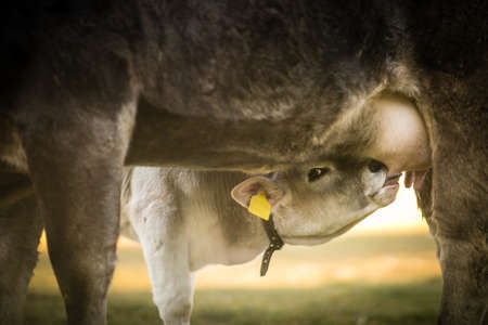Cute calf drinks milk from its mother's udderの写真素材