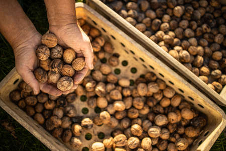 Walnut harvest. Walnuts in the basket on the green grass.