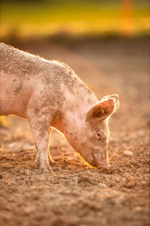 Pigs eating on a meadow in an organic meat farmの写真素材