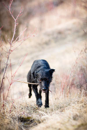 Scary, devil-like black dog running outdoorsの写真素材