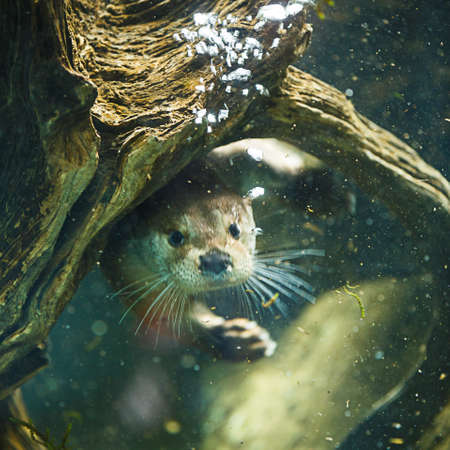 Cute otters - Eurasian otter (Lutra lutra)の写真素材