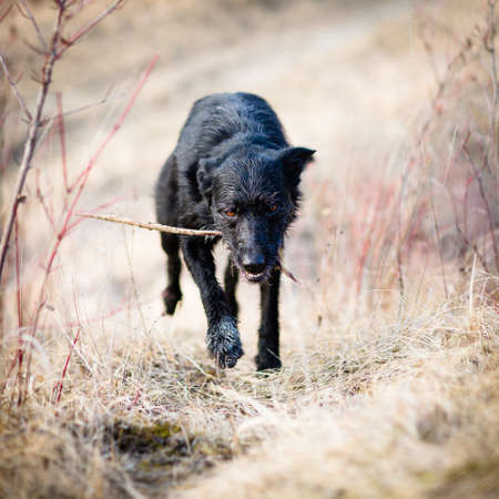 Scary, devil-like black dog running outdoorsの写真素材