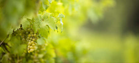 Ripe grapes on vine growing in vineyard at sunset time, selective focus, copy space. Vineyards grape at sunset in autumn harvest. Ripe white wine grapes.の写真素材