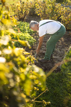 Senior gardener gardening in his permaculture garden - turning over the soil in his garden with a spadeの写真素材