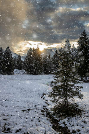 Awesome winter landscape with spruces covered in snow. Frosty day, exotic wintry scene. Magic Carpathian mountains, Ukraine, Europe. Winter nature wallpapers. Splendid christmas scene.の写真素材