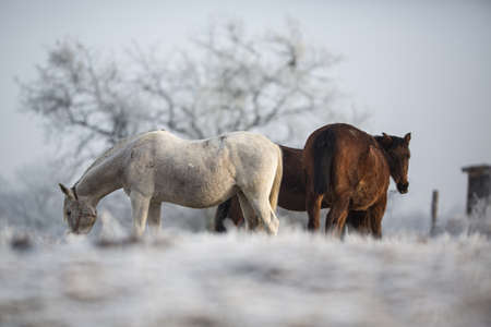 Beatiful horses in winter on fresh snowの写真素材