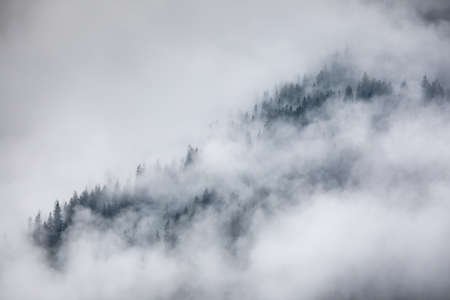 Pine forest covered in fog on a cold autumn morning, Dark tone image. Foggy mountain landscape with misty forestの写真素材