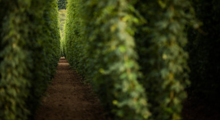 Hops being grown on a field - necessary ingredient for beer brewingの写真素材
