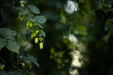 Hops being grown on a field - necessary ingredient for beer brewingの写真素材