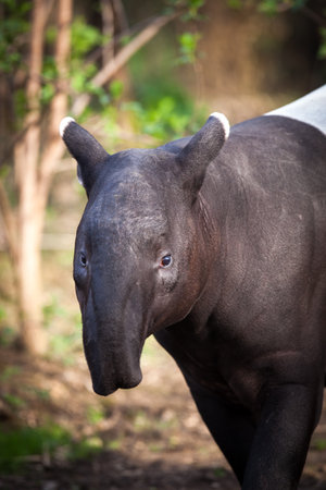 Malayan Tapir, also called Asian Tapir (Tapirus indicus)の写真素材