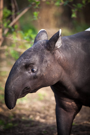 Malayan Tapir, also called Asian Tapir (Tapirus indicus)の写真素材