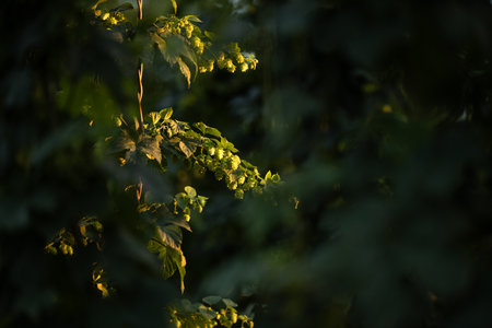 Hops being grown on a field - necessary ingredient for beer brewingの写真素材