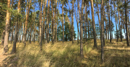Lovely pine forest panoramic image - pine trees and high grass lit by warm evening light (huge resolution file)の写真素材