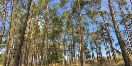 Lovely pine forest panoramic image - pine trees and high grass lit by warm evening light (huge resolution file)の写真素材