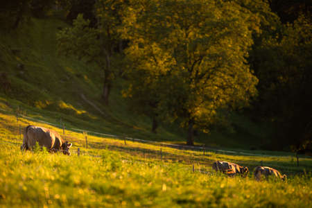 Cows going home from pasture at the close of the day - Regenerative farming concept/Grass fed beefの写真素材