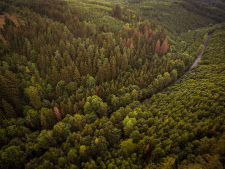Aerial view of vast forestsの写真素材