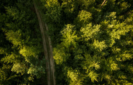 Aerial view of vast forests