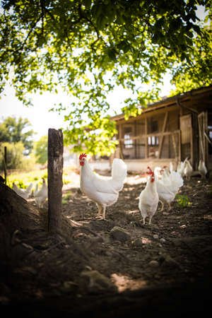 Free range chicken coop, aviary. Domestic bird. Beautiful rooster. Agriculture. Chickens and roosters. Farm animalsの写真素材