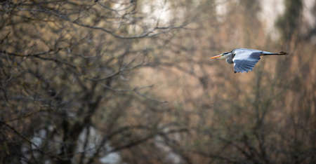 Grey Heron  (Ardea cinerea) in flight in lovely evening light - wildlife in its natural habitatの写真素材