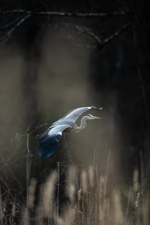 Grey Heron  (Ardea cinerea) in flight in lovely evening light - wildlife in its natural habitatの写真素材