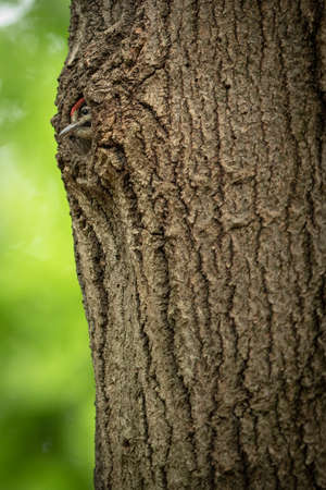 Great spotted woodpecker's young chick looking out from the nest in a tree trunk in spring forestの写真素材