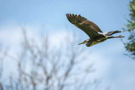 Grey Heron  (Ardea cinerea) in flight in lovely evening light - wildlife in its natural habitatの写真素材