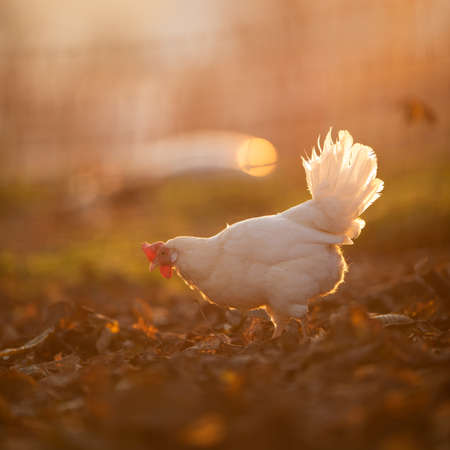 Hens in a farmyard (Gallus gallus domesticus)の写真素材