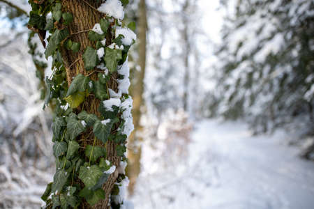 Winter landscape, winter forest trees covered with frost and snow, frozen lake in the winter forest.の写真素材