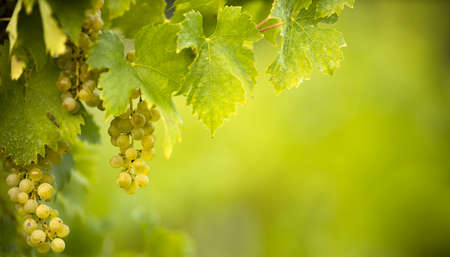 Ripe grapes on vine growing in vineyard at sunset time, selective focus, copy space. Vineyards grape at sunset in autumn harvest. Ripe white wine grapes.の写真素材