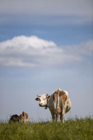 Cows grazing on a lovely green pastureの写真素材