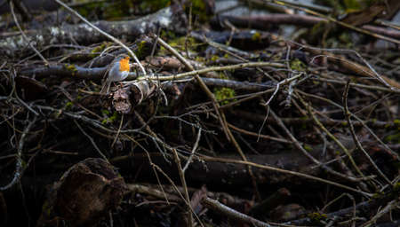 The European robin, Erithacus rubecula, known simply as the robin or robin redbreastの写真素材