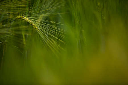 Single green barley plant against dark background. Barley grain is used for flour, barley bread, barley beer, some whiskeys, some vodkas, and animal fodder. Selective focus, space for textの写真素材