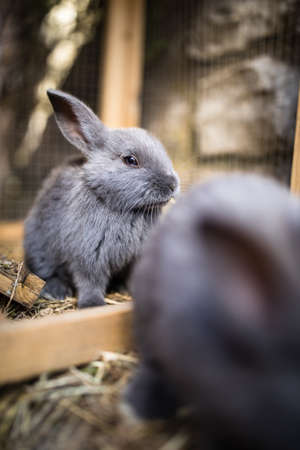 Cute baby rabbits in a farmの写真素材