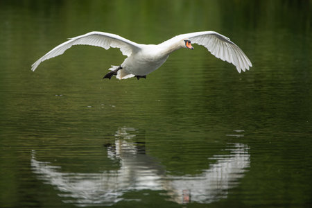 The Mute swan, Cygnus olor is a species of swan and a member of the waterfowl family Anatidaeの写真素材