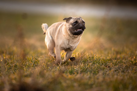 Beautiful puppy french bulldog being happy and active outdoors, in a park, runningの写真素材