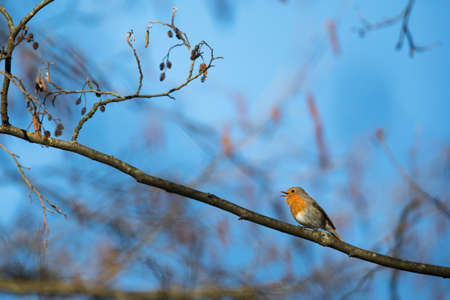 The European robin (Erithacus rubecula) known simply as the robin or robin redbreastの写真素材