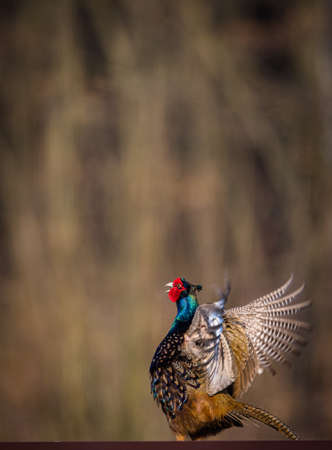 Common pheasant (Phasianus colchicus) in the grass. Male  pheasant during courtship with outstretched wingsの写真素材